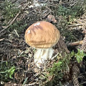 Unknown Species