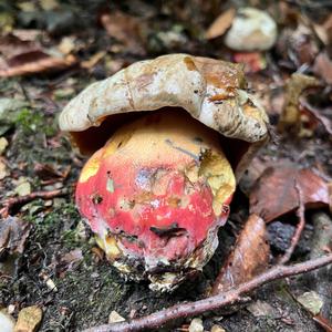 Satan`s Bolete