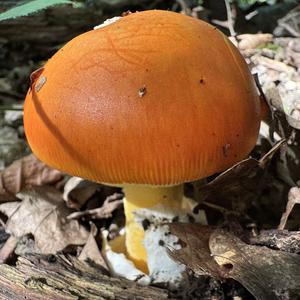 Caesar´s Mushroom