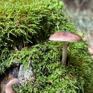 Unknown Species