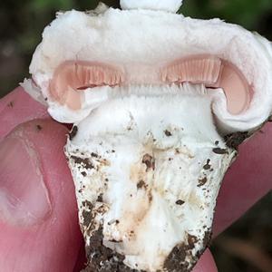 Stadt-Champignon