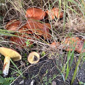 Dotted-stalk Bolete