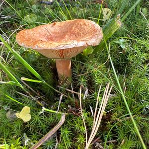 Unknown Species