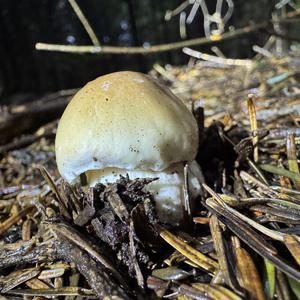 King Bolete