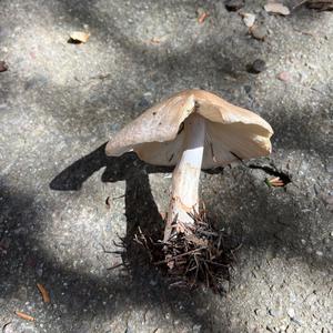 Unknown Species