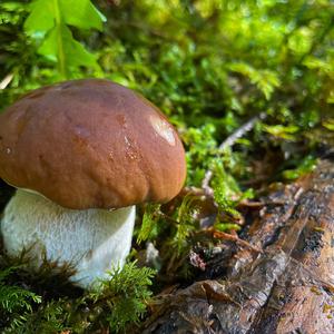 Unknown Species