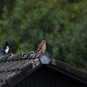 Turmfalke