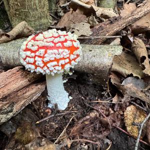 Fly Agaric