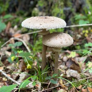 Parasol