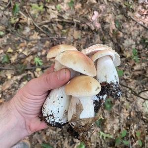 Summer Bolete