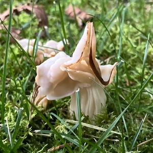 Fluted White Helvella