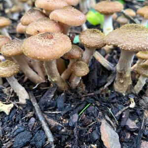 Honey Mushroom
