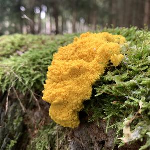Unknown Species