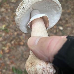 Unknown Species