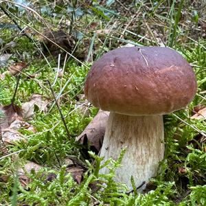 King Bolete