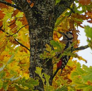 Great Spotted Woodpecker