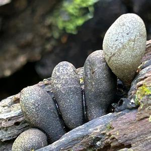 Vielgestaltige Holzkeule