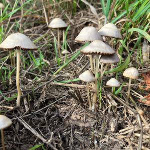Unknown Species
