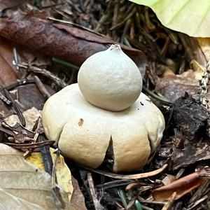 Collared Earthstar
