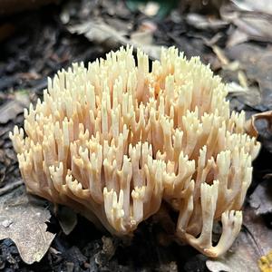 Straight-branched Coral
