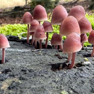 Unknown Species
