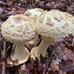 Citron Amanita