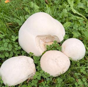 Giant Puffball