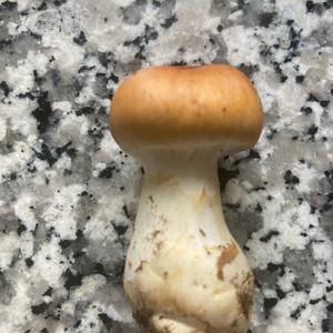 Unknown Species