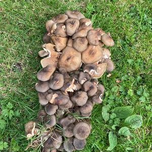 Unknown Species