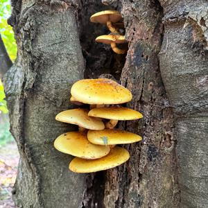 Unknown Species