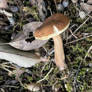 Unknown Species