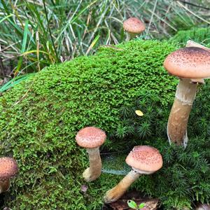 Honey Mushroom