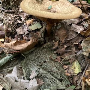 Unknown Species