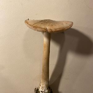Unknown Species