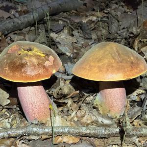 Dotted-stem Bolete
