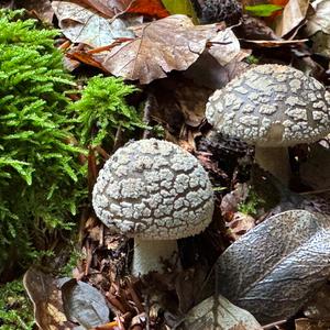 Unknown Species