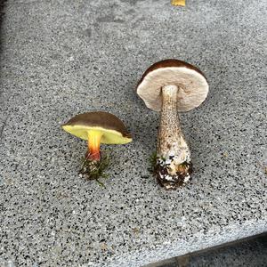 Unknown Species
