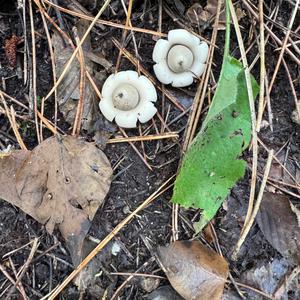 Unknown Species