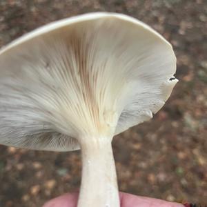 Unknown Species