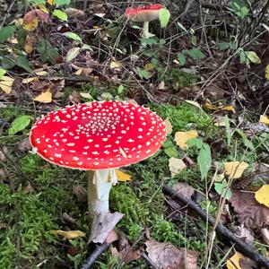 Fly Agaric