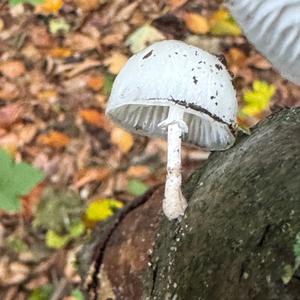 Unknown Species