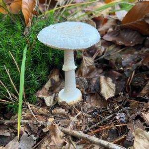 Citron Amanita