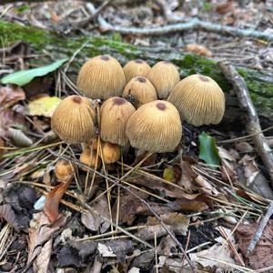 Unknown Species