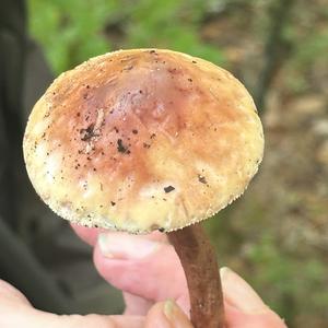 Perlpilz