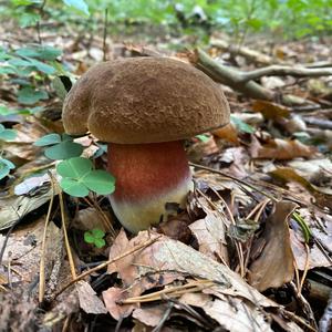 Dotted-stem Bolete