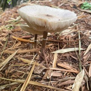 Unknown Species