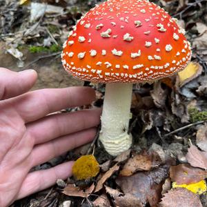 Fly Agaric
