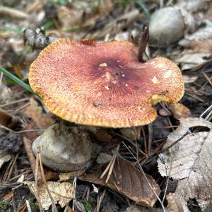 Unknown Species