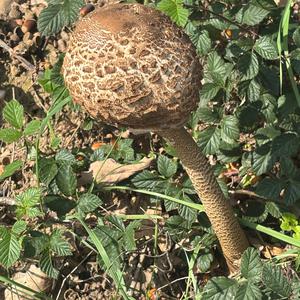 Unknown Species