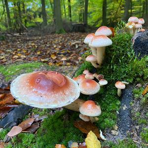 Ziegelroter Schwefelkopf